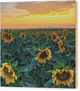 Sunflowers Under A Sunset Sky Wood Print