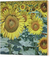 Sunflowers Weldon Spring Mo Grk8252_07142018 Wood Print