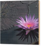 Sunkissed Water Lily Wood Print