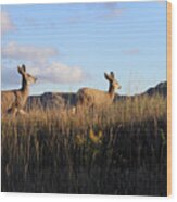 Sunlit Deer Wood Print