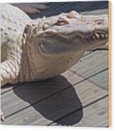 Sunning Albino Alligator Wood Print