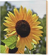 Sunny Sunflower Wood Print