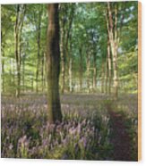 Sunrise In Norfolk Bluebell Forest With Little Path Wood Print