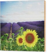 Sunrise Over Sunflower And Lavender Field Wood Print