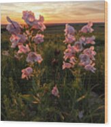 Sunset And Penstemon Wood Print