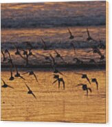 Sunset Flight Wood Print