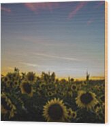 Sunset With Sunflowers At Andersen Farms Wood Print