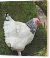 Sussex Chicken Omagh Northern Ireland Wood Print
