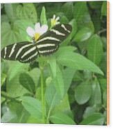 Swallowtail Butterfly On Leaf Wood Print
