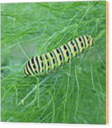 Swallowtail Caterpillar Wood Print