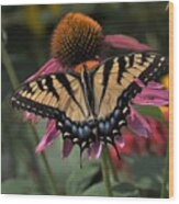 Swallowtail In The Prarie Wood Print