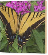 Swallowtail Wood Print