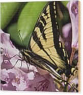 Swallowtail Butterfly Wood Print