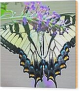 Swallowtail On Butterfly Bush 2 Wood Print