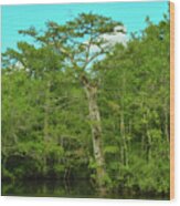 Swamp Tree Wood Print