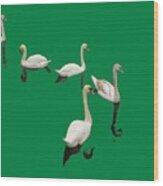 Swan Family On Green Wood Print