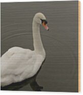 Swan Move Three. Wood Print