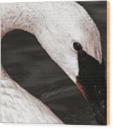 Swan Neck Wood Print
