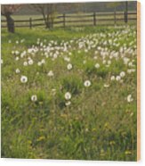 Swarming Dandelions Wood Print