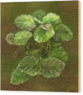 Swedish Ivy Wood Print