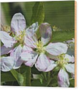 Sweet Apple Blossoms Of Spring Wood Print