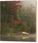 Sweetgum In The Mist At Steel Creek Wood Print