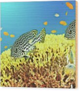 Sweetlips Wood Print