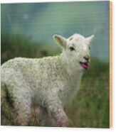 Swet Little Lamb Wood Print