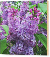 Syringa Wood Print