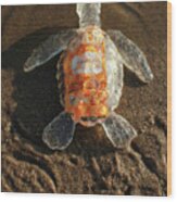 Taco Sauce Baby Sea Turtle From The Feral Plastic Series By Adam Wood Print
