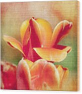 Tangerine Tulip Sorbet Wood Print