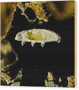 Tardigrade, Or Water Bear, Lm Wood Print