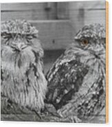 Tawney Frogmouths Wood Print