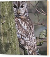 Tawny Owl In A Woodland Wood Print