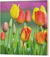 Technicolor Tulips Wood Print