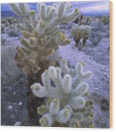 Teddy Bear Cholla In Joshua Tree Wood Print