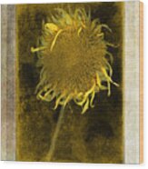 Teddy Bear Sunflower # 2 Wood Print