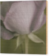 Tender Lavender Rose Wood Print