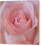 Tenderness Of Pink Rose Wood Print