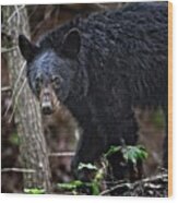 Tennessee Black Bear Wood Print