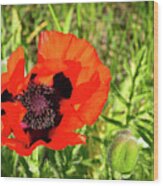 Teton Poppy Wood Print