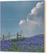Texas Bluebonnets And Spring Showers Wood Print
