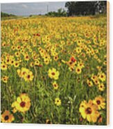 Texas Hill Country Wildflowers - Stunning Field Of Yellow Daisy Wood Print