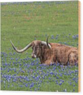 Texas Longhorn And Bluebonnets Wood Print