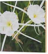 Texas Spiderlily Wood Print