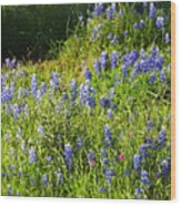Texas State Wildflower In Spring Wood Print