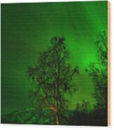 The Birch And The Arctic Night Sky Wood Print