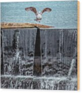 The Bird Over Waterfall Wood Print