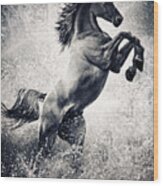 The Black Stallion Arabian Horse Reared Up Wood Print