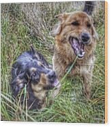 The Blade Of Grass Lol

#dogs Wood Print